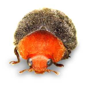 criptolemo2_1024x1024